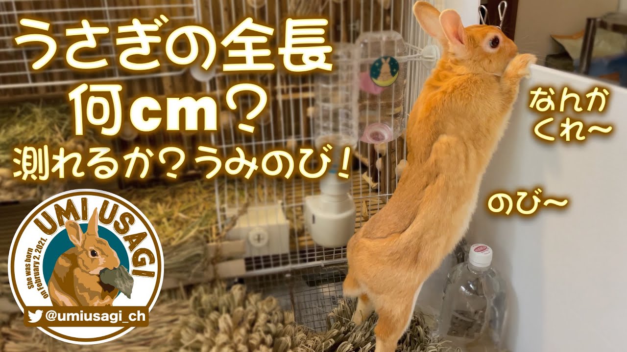 うさぎの全長何cm？ 測れるか？ うみのび！ [95] - YouTube