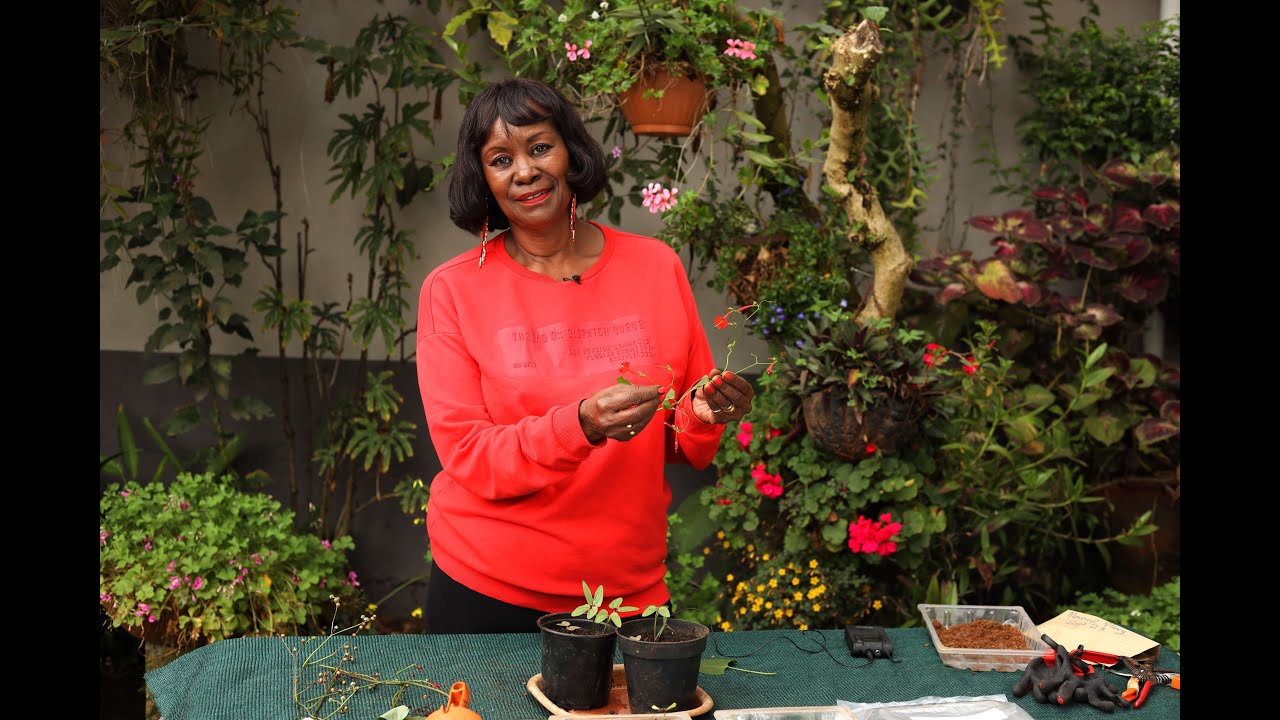 Morning glory - Ipomoea Tricolour and Coccinea - Here's a guide on seed Collection and Propagation.