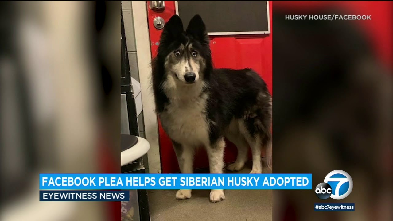 Abandoned husky with 'weird' eyes adopted after her adorable photos went viral | ABC7