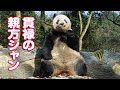 ちょっと笑える＾＾貫禄の親方シャンシャン（2023/12/24）