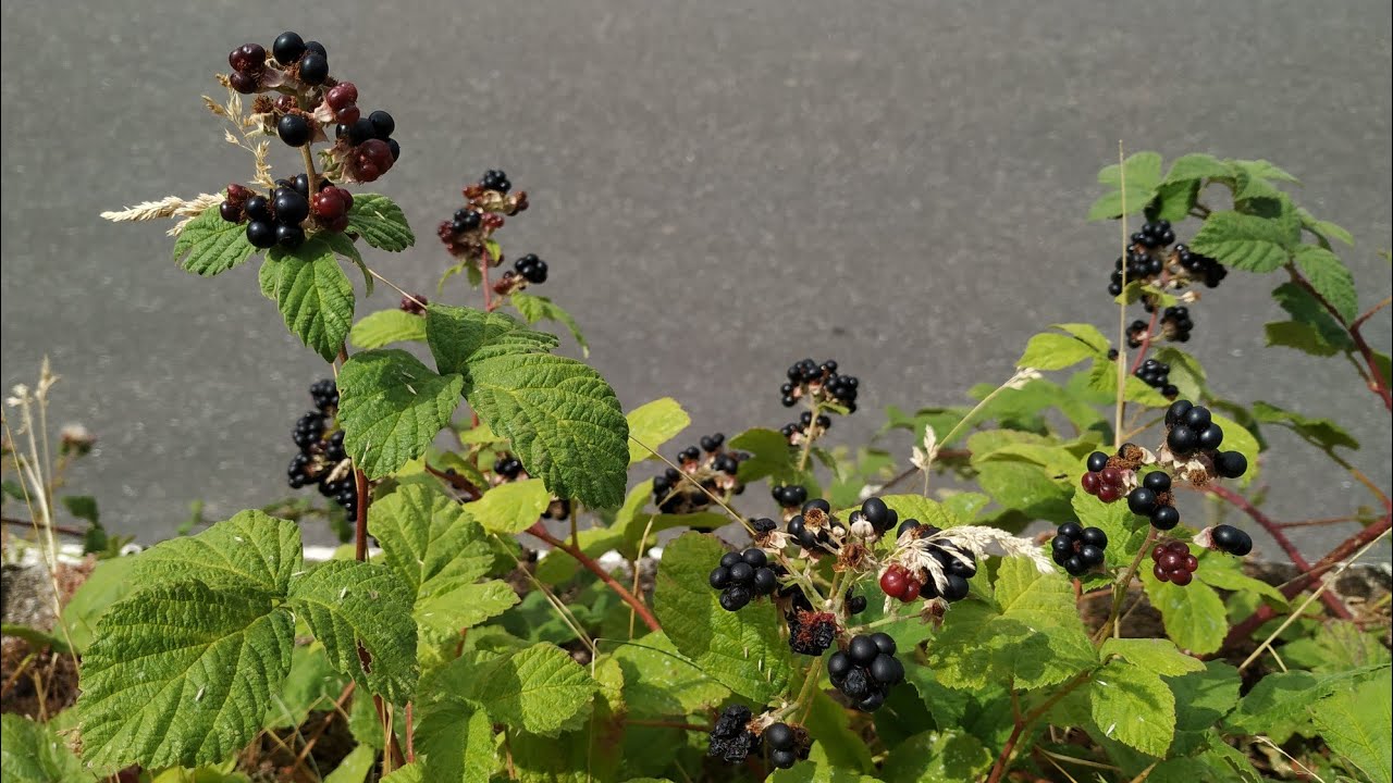 Rubus canescens this Blackberry tastes different YouTube