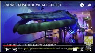 ZNEWS - ROM BLUE WHALE EXHIBIT