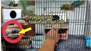 Download Lagu Setelah Pakai ini Anakan Lovebird jadi cepat Gede‼️Pemula Harus Tau nih. MP3