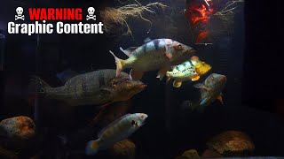 Monster Fish Aggressive Live Feeding⚠️☠️☠️