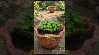 Androsace Flower Bloom Timelapse | Relaxing Alpine Blossom Magic 🤍🌸 #relaxingnature #youtubeshorts