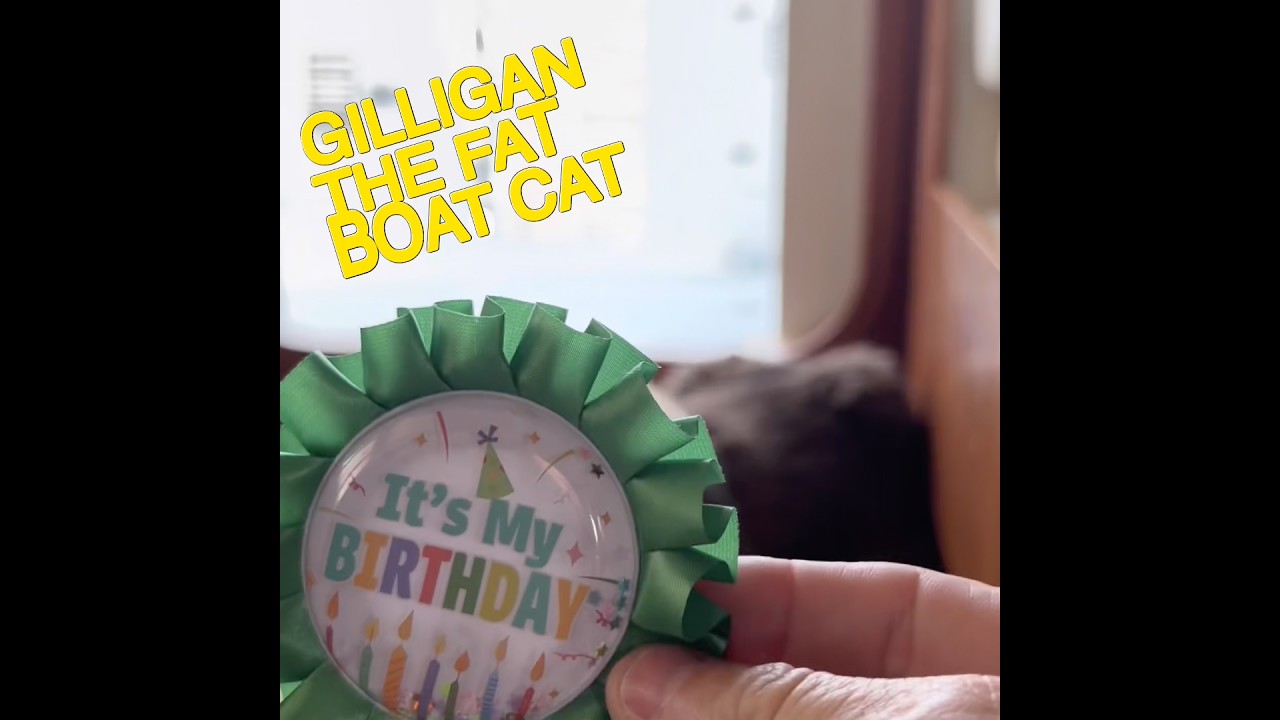 Happy 9th Birthday Gilligan the Fat Boat Cat! 🎉 #gilliganthefatboatcat #mvnoeta #gatosdelmar