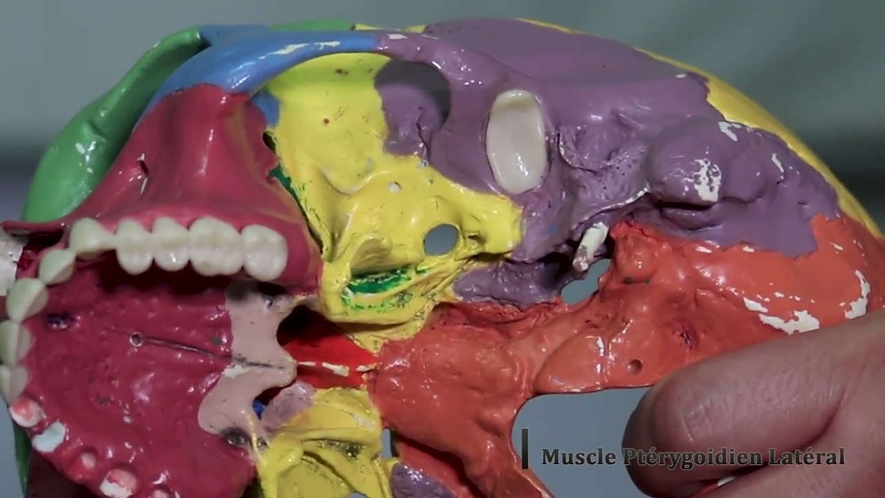 01 Muscles Masticateurs