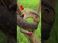 Nature’s Biggest Glitches Ever 🦎⚡#animals #wildlife
