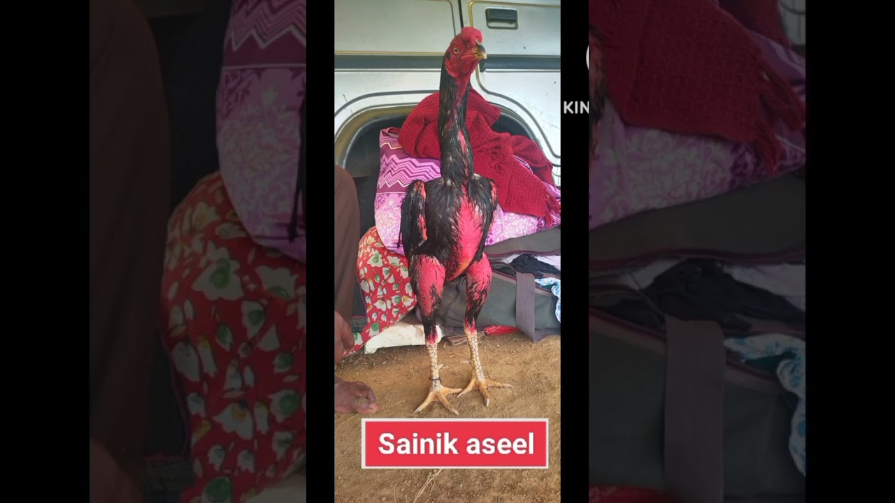 Big Size😍🇮🇳 aseel murga for show only 