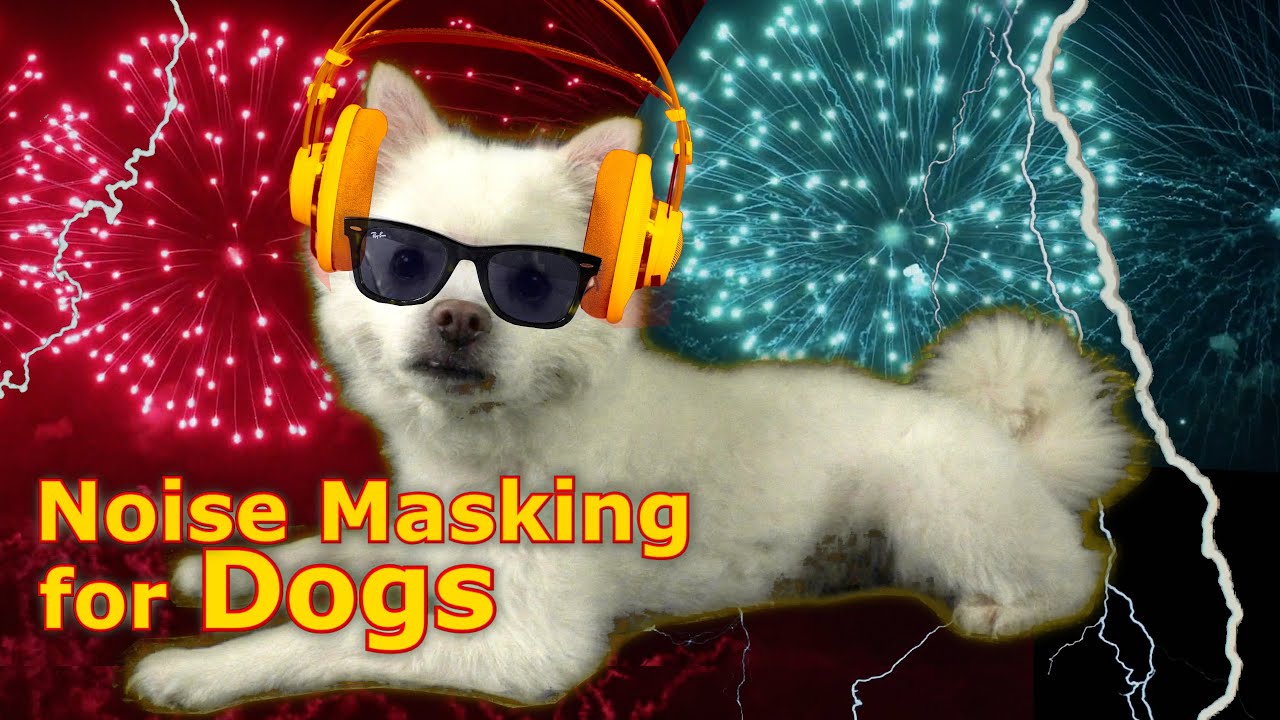 Relax Your Dog During Fireworks & Thunder with Noise Masking YouTube