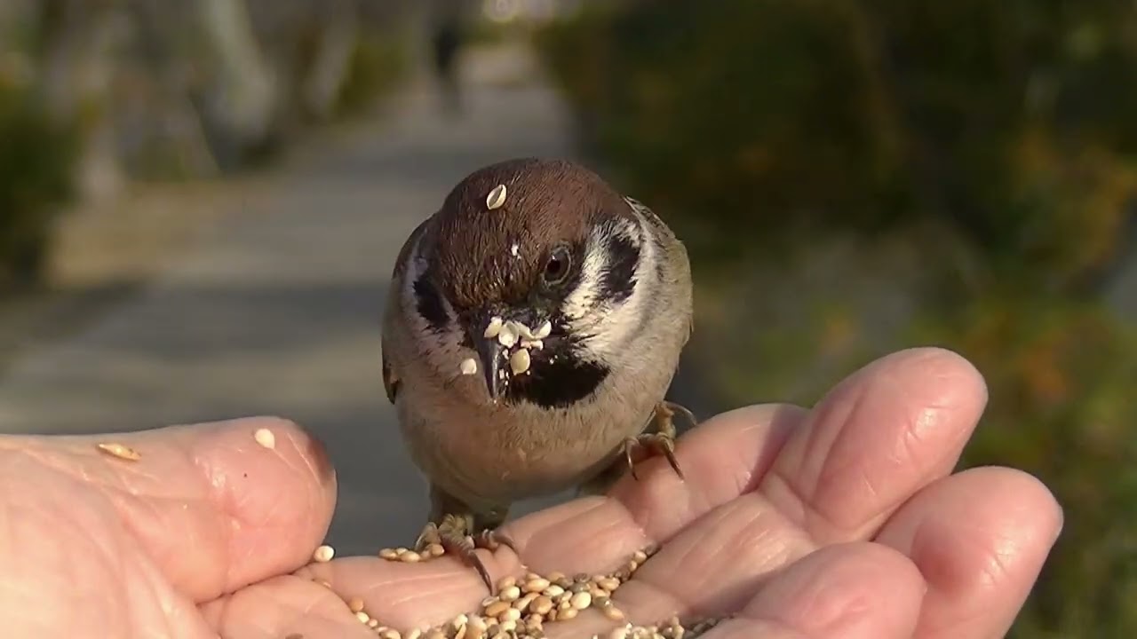 特大サイズのスズメの飛揚 餌を貰いに手の上に飛んで来る雀達 20251230 5（天満宮） - YouTube