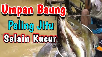 Umpan Baung paling Jitu Selain Kucur