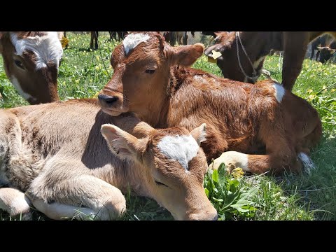 საქართველოს მესაქონლეობა მოგზაურობა სოფელში