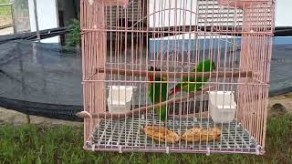 Burung entelik/serindie pindah rumah 🏠 baru..