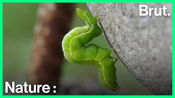 Quel papillon chenille verte ?