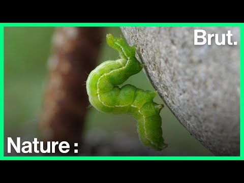 Vidéo: Est-ce qu'une chenille se transforme en papillon ?