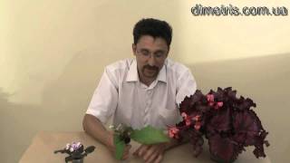 видео: Причины удаления цветоносов и цветков на растении. картинка: Причины удаления цветоносов и цветков на растении.