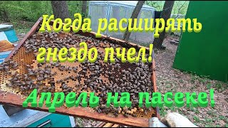 ✅Когда расширять гнездо пчел до полного корпуса! Апрель на пасеке! #ПЧЕЛОВОДСТВО5