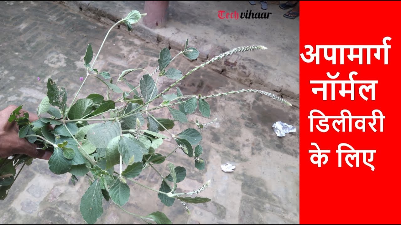 अपामार्ग का पौधा नॉर्मल डिलीवरी के लिए उपयोगी | apamarg ki jad normal ...