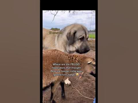 First day to 10 months our livestock guardian dogs Judge has been