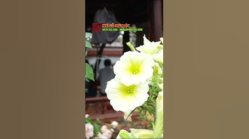 Khuôn viên nhà gỗ 5 gian thông hiên sân vườn ao chòi đẹp #nhago #nhago5gian #nhagosanvuon