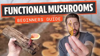 Functional Mushrooms: Ultimate Beginners Guide