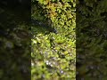 Water Sounds ASMR Paradise