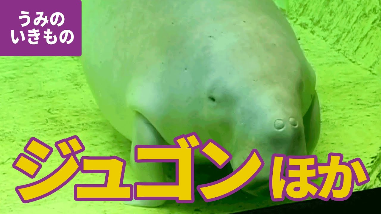 水の生き物 12 ジュゴンとマナティー アフリカマナティ ジュゴン Youtube