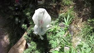 CHUCK  IT  !   THE BIGKUSH GARDEN