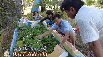 GIAO ỐC BƯƠU ĐEN GIỐNG Ở SÓC XOÀI HÒN ĐẤT KIÊN GIANG - TRẠI ỐC VĂN HẢI