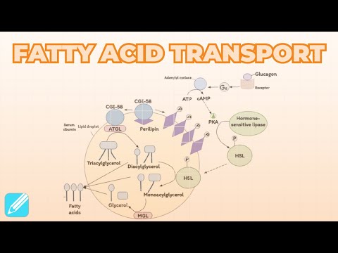 Fatty Acid Mobilization