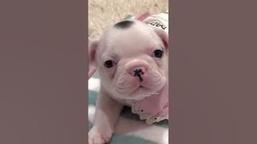 "Puppy Crying Nonstop !" Is She Hungry ? 😢🐶#shortsvideo #puppy #cutedogs #dogshorts #puppylove