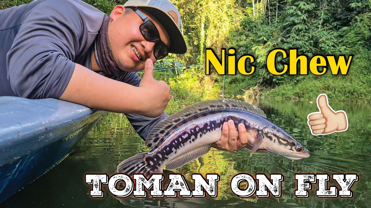 Nic Chew TOMAN ON FLY