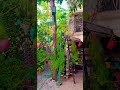 #is garmi mein ek paudha jarur lagaye#keep gardening