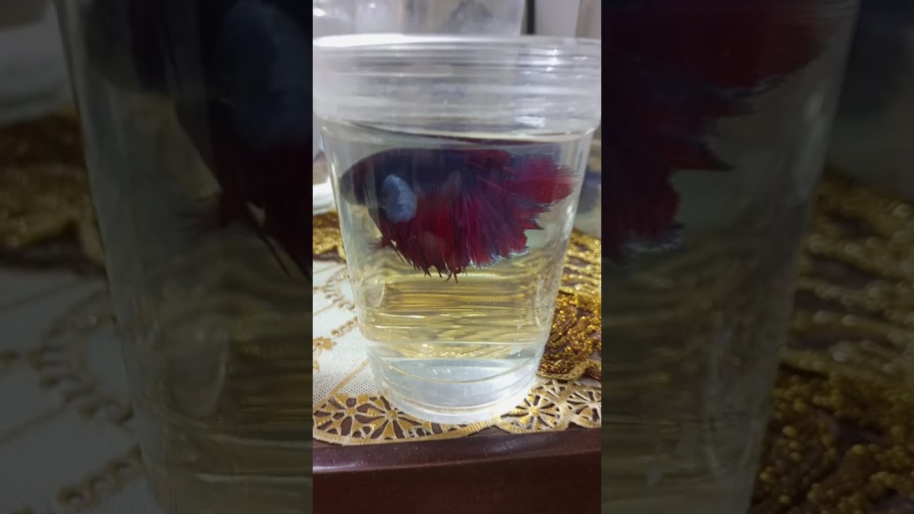 معلومات يجب ان تعرفها اذا كنت جديد بتربيت أسماك الفايتر