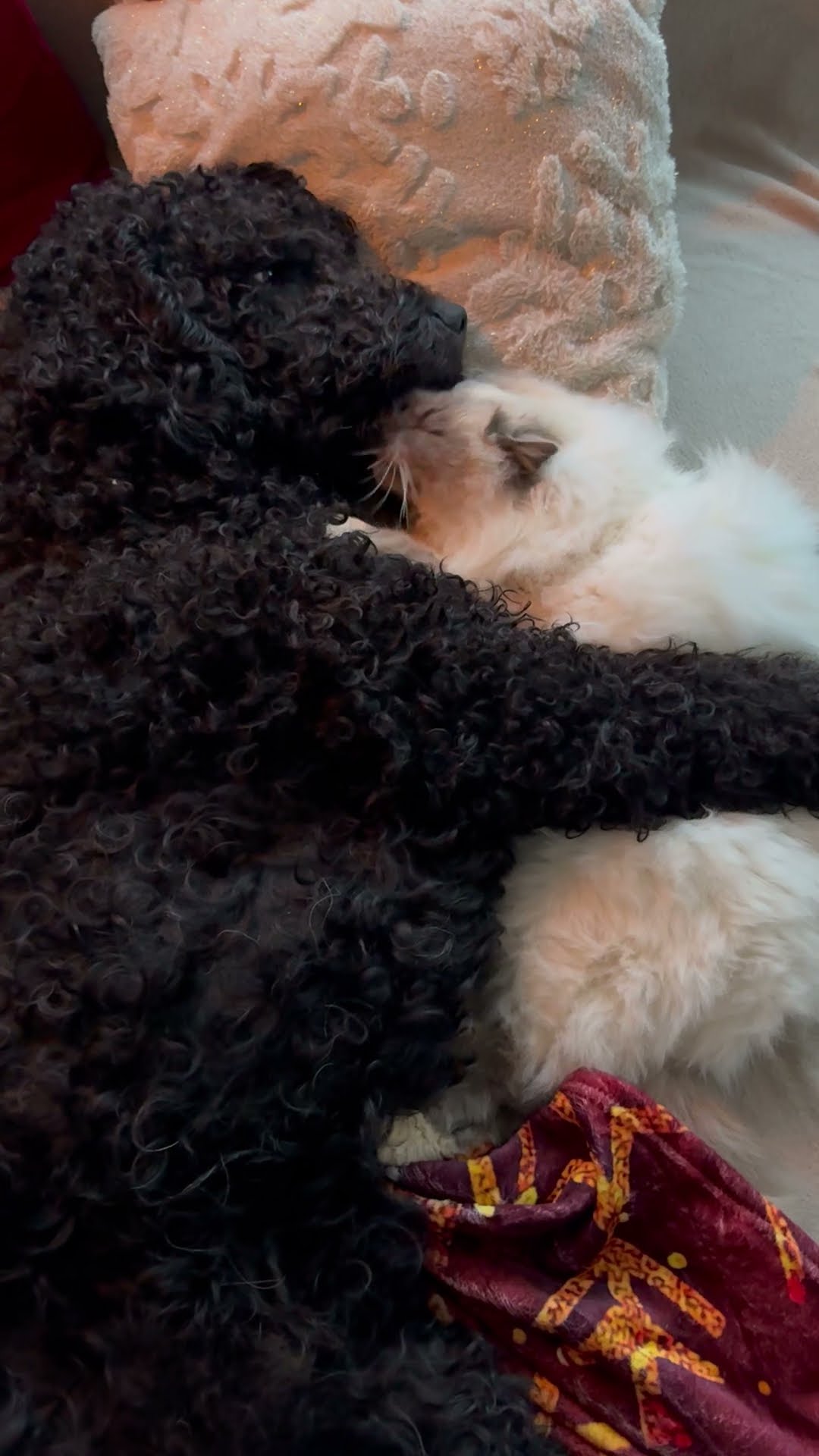Dog and Cat Cuddling Together || ViralHog