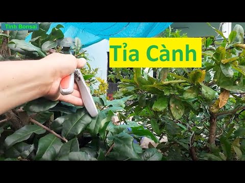 Video Cách Tạo Tàng Cho Mai Tứ Quý Tròn Đẹp | Tính Bonsai - youtube