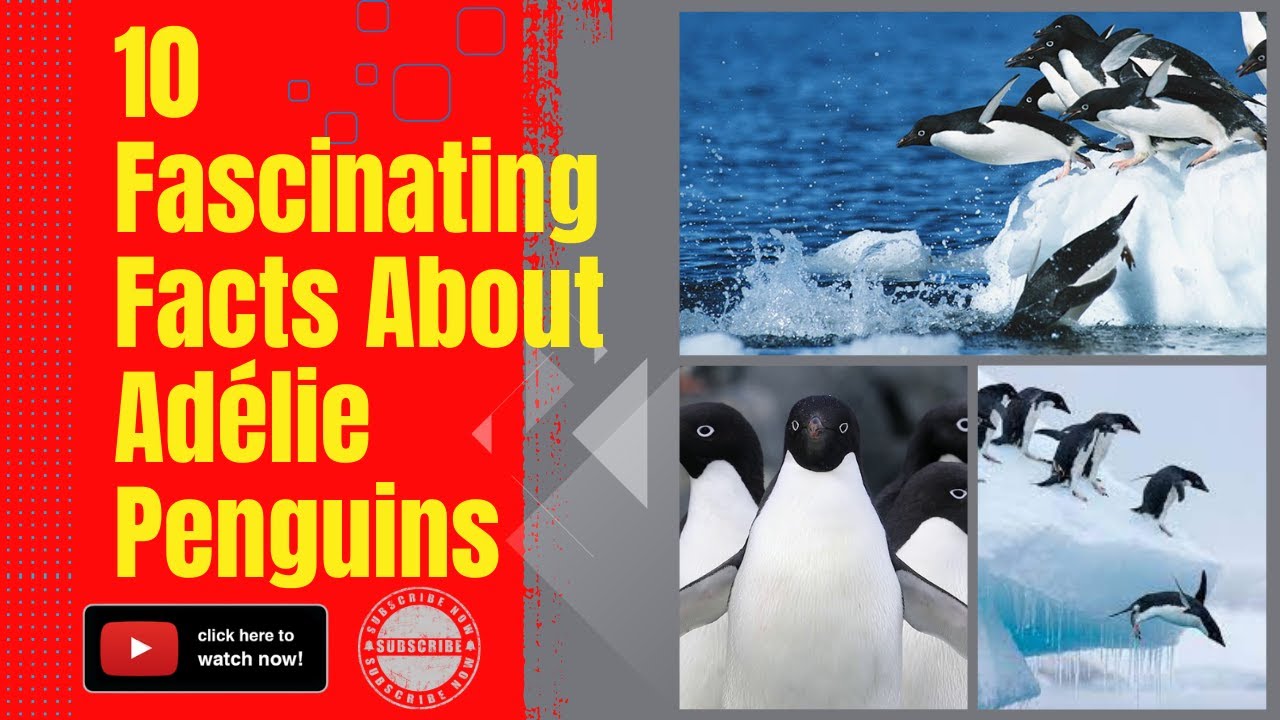10 Fascinating Facts About Adélie Penguins Discovering the Wonders of the Antarctic Wildlife