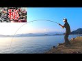 【驚愕】アジの泳がせより釣れる最強の生きエサが凄すぎた！