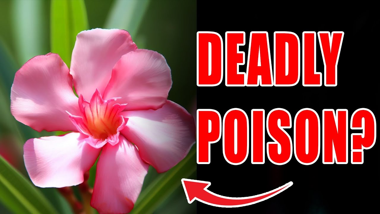 WORLD'S MOST POISONOUS PLANT MAY BE IN YOUR BACKYARD YouTube