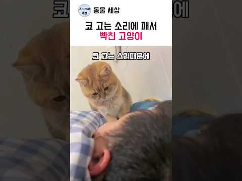 <strong>코</strong> 고는 소리에 깨서 빡친 고양이