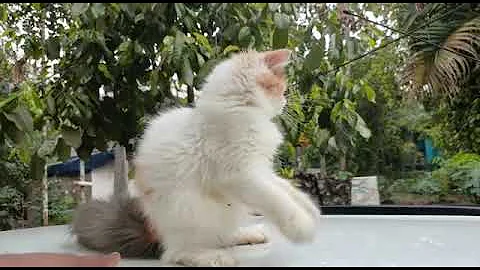 Watch the video about 5 months old extreme van calico available At reasonable priceLocation kerala.