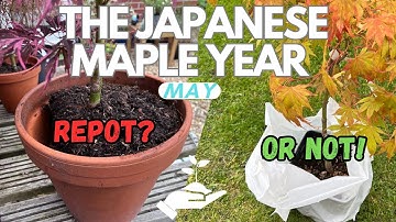 Maple Tree Care: The perfect time to repot