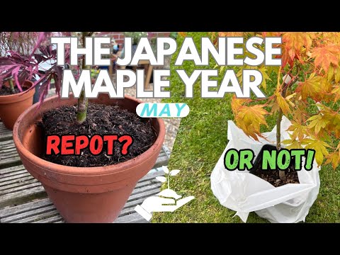 acer maple tree care