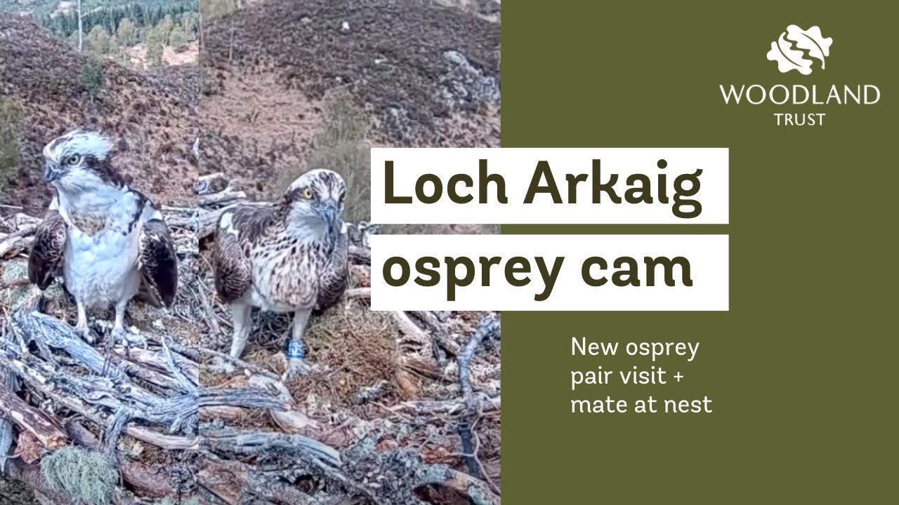 loch osprey cam
