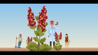Quinoa, a future-proof crop for food security (Animation)