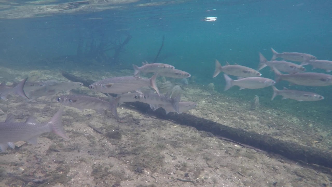 Tilapia Blue Springs Orlando Area 3 YouTube