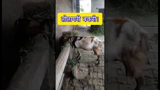 totapari bakri?? bakaripalan goatstatus ajmerbakramandi