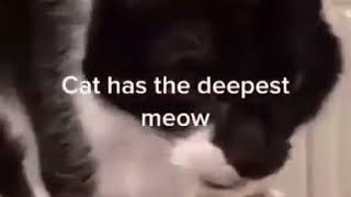 corpse kitten (cat with a deep voice)