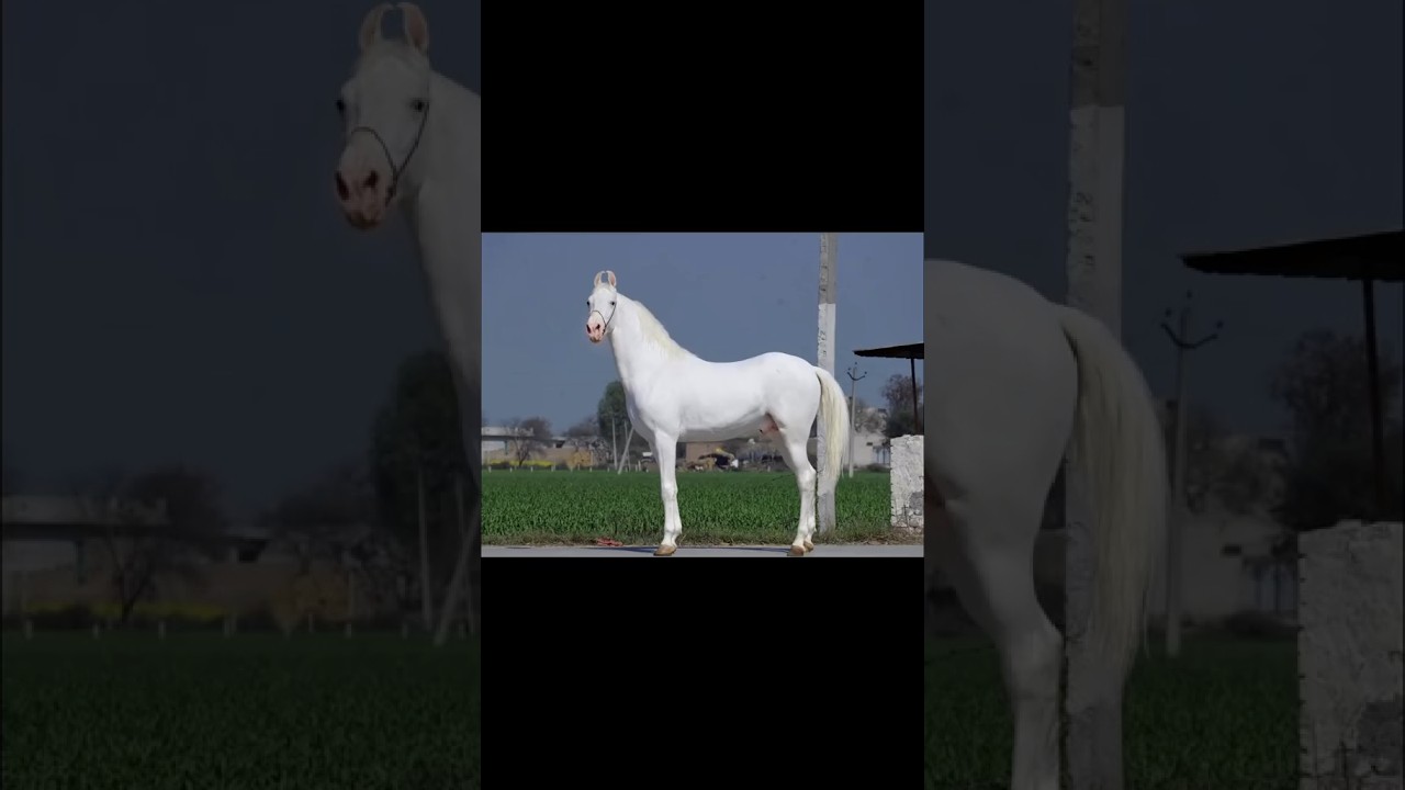 🐎🐎 Beautiful view in horse All name 